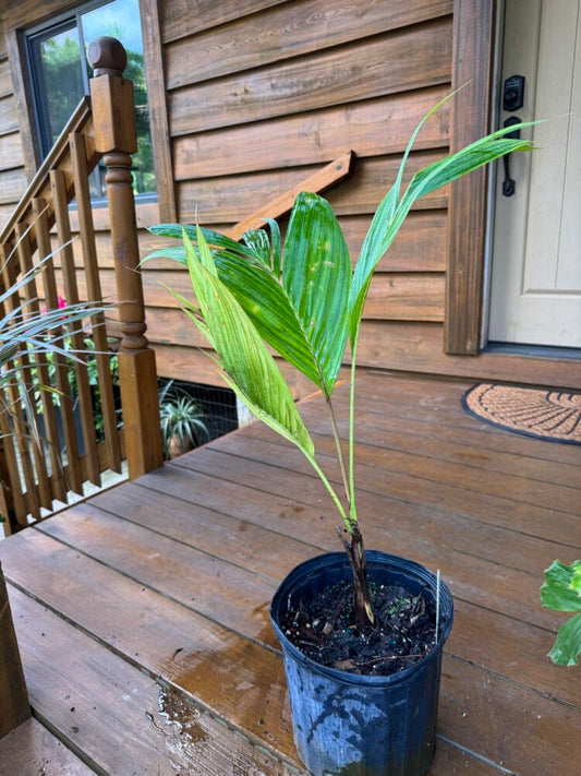 Actinorhytis calapparia | Calappa palm