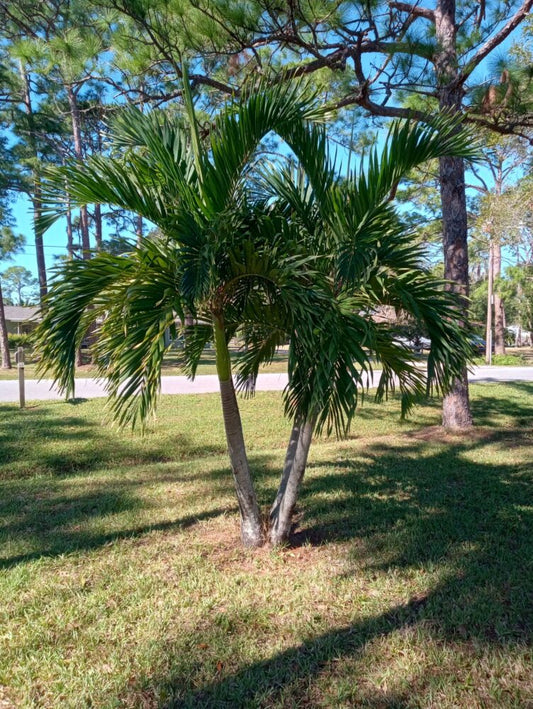 Adonidia merrillii | Christmas Palm