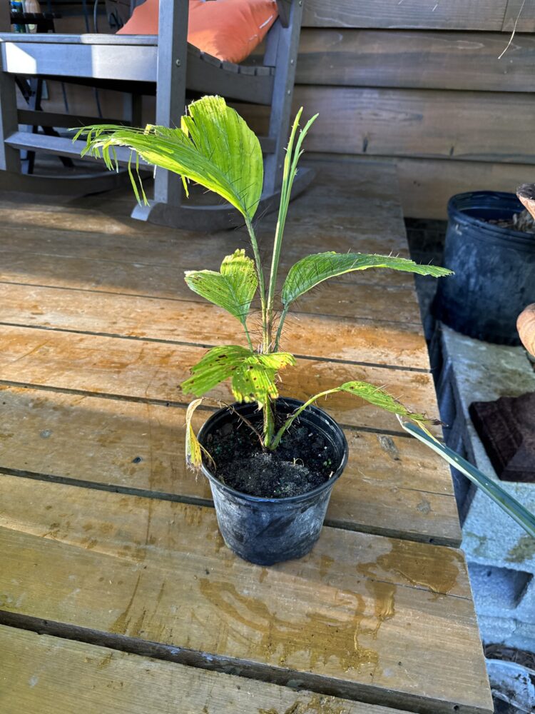 Aiphanes minima | Macaw Palm