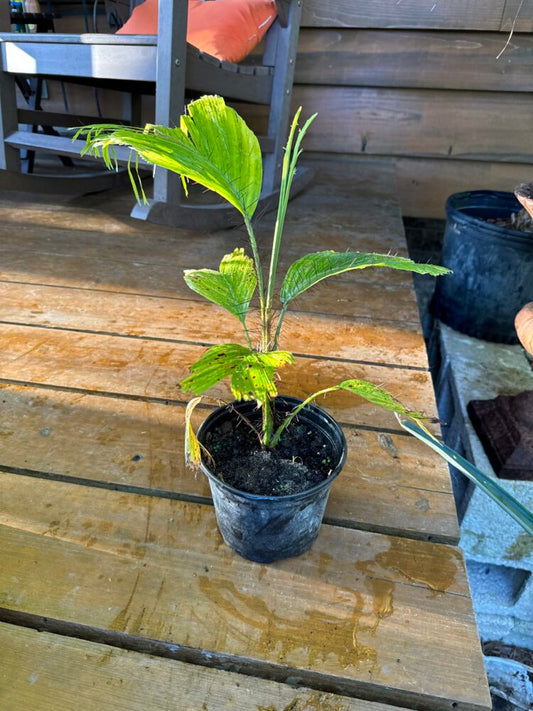 Aiphanes minima | Macaw Palm