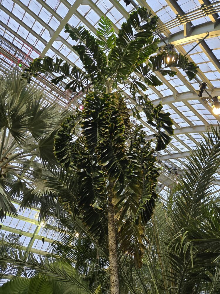 Aiphanes horrida | Coyure Palm