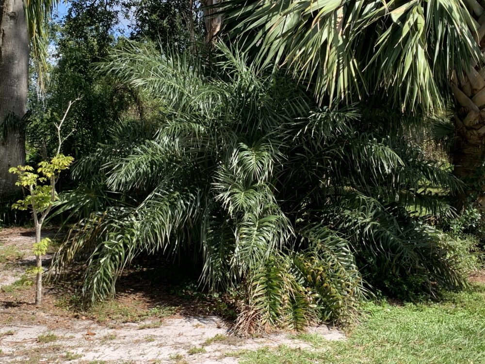 Allagoptera arenaria | Restinga Palm