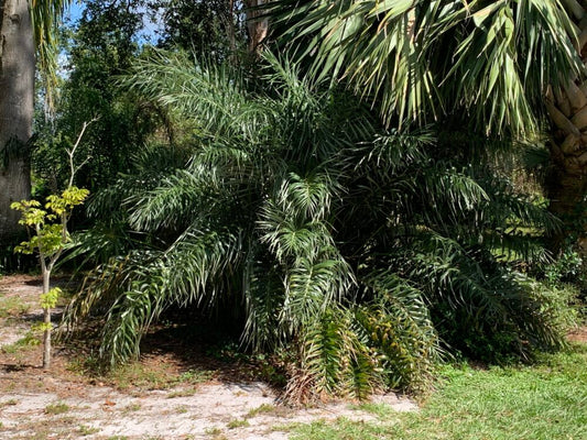 Allagoptera arenaria | Restinga Palm