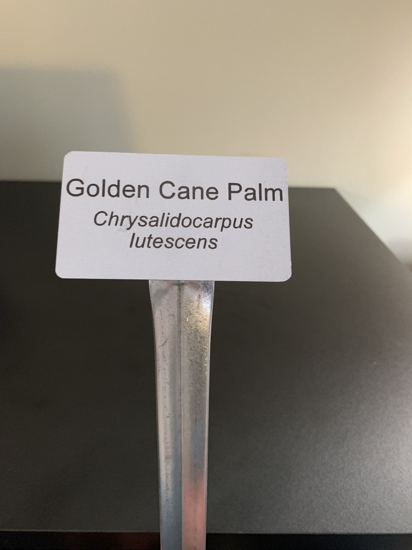 Aluminum Palm Species ID Marker with 12" stake