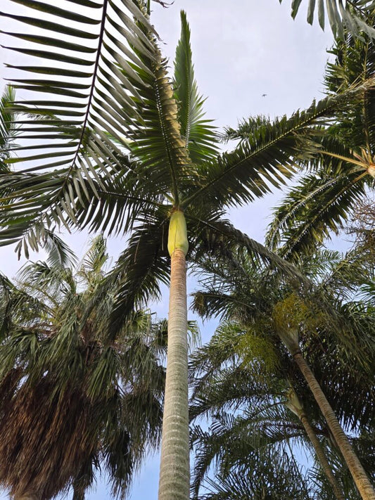 Archontophoenix alexandrae | King Palm