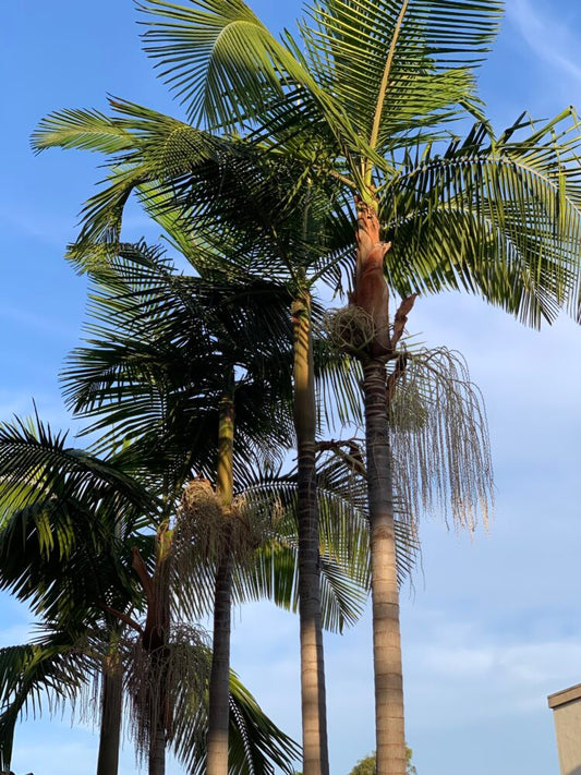 Archontophoenix cunninghamiana | Illawarra Bangalow Palm
