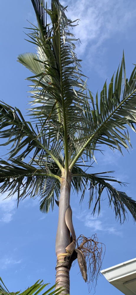 Archontophoenix purpurea | Mt. Lewis King Palm