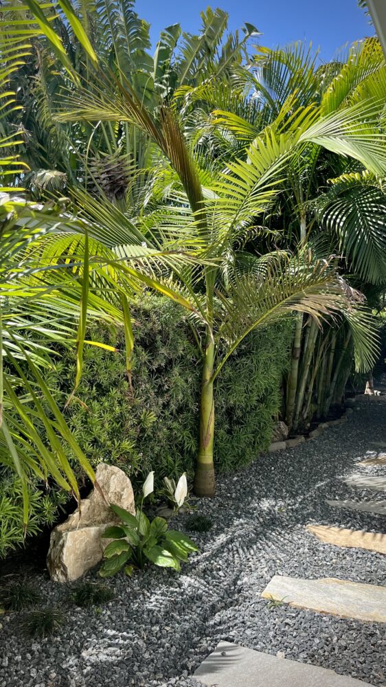 Archontophoenix tuckeri | Peach Creek Palm