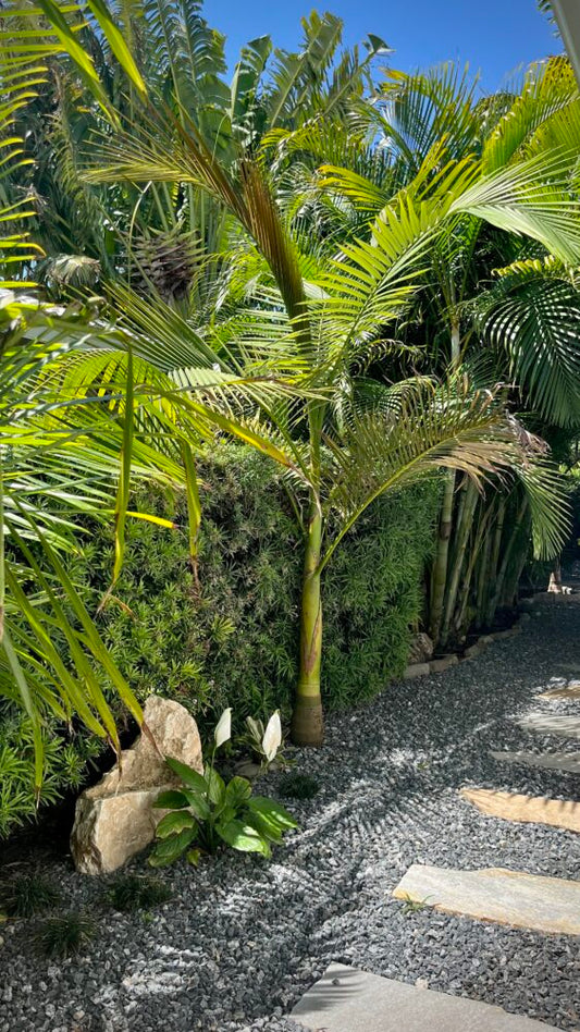 Archontophoenix tuckeri | Peach Creek Palm