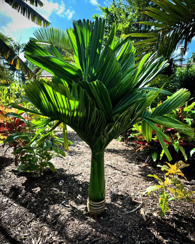 Areca catechu 'Dwarf' | Dwarf Betel Nut Palm
