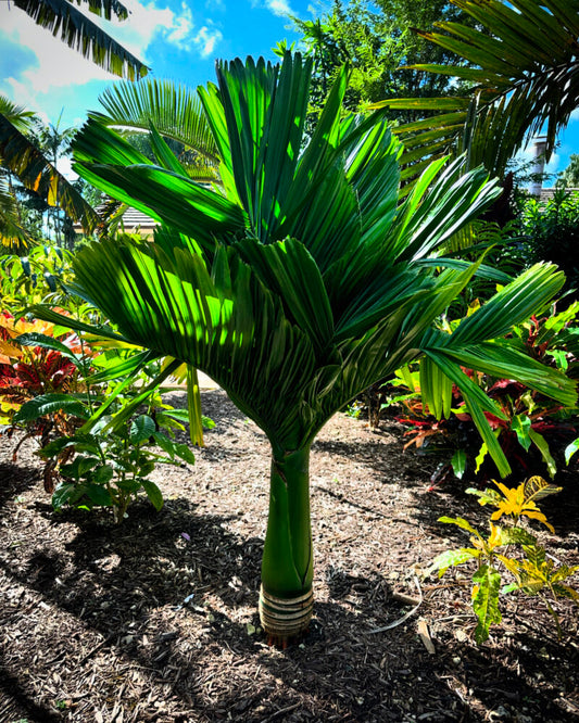 Areca catechu 'Dwarf' | Dwarf Betel Nut Palm