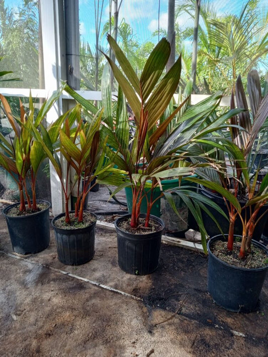 Areca vestiaria - maroon | Maroon Collar Palm