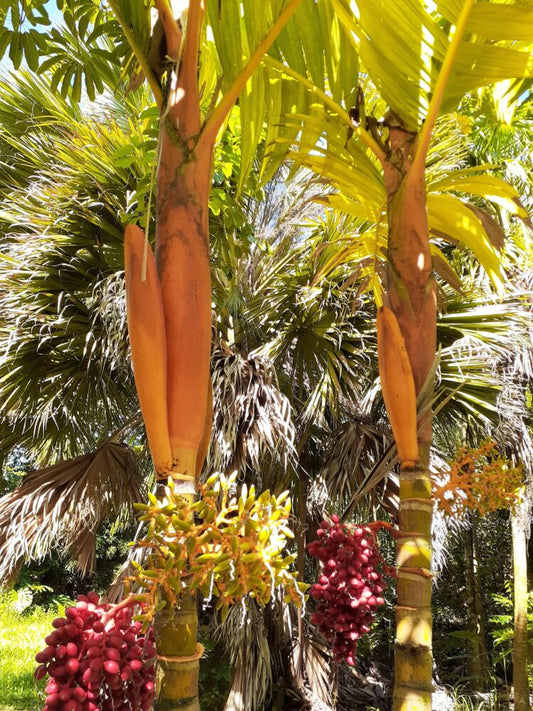 Areca vestiaria - orange | Orange Collar Palm