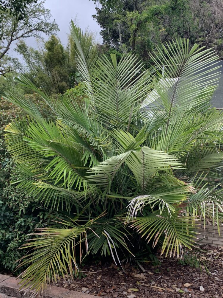 Arenga engleri | Dwarf Sugar Palm