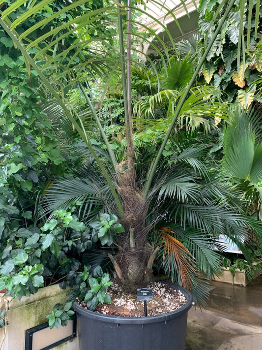 Arenga pinnata | Sugar Palm
