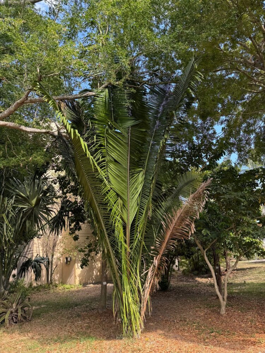 Attalea cohune | Cohune Palm
