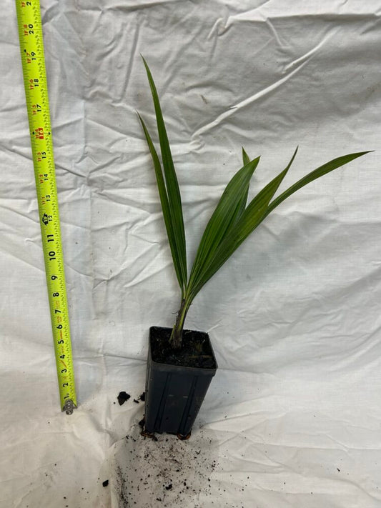 Beccariophoenix alfredii | High Plateau Coconut Palm