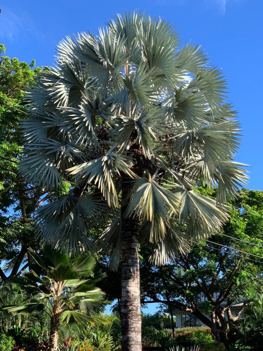 Bismarckia nobilis | Bismarck Palm