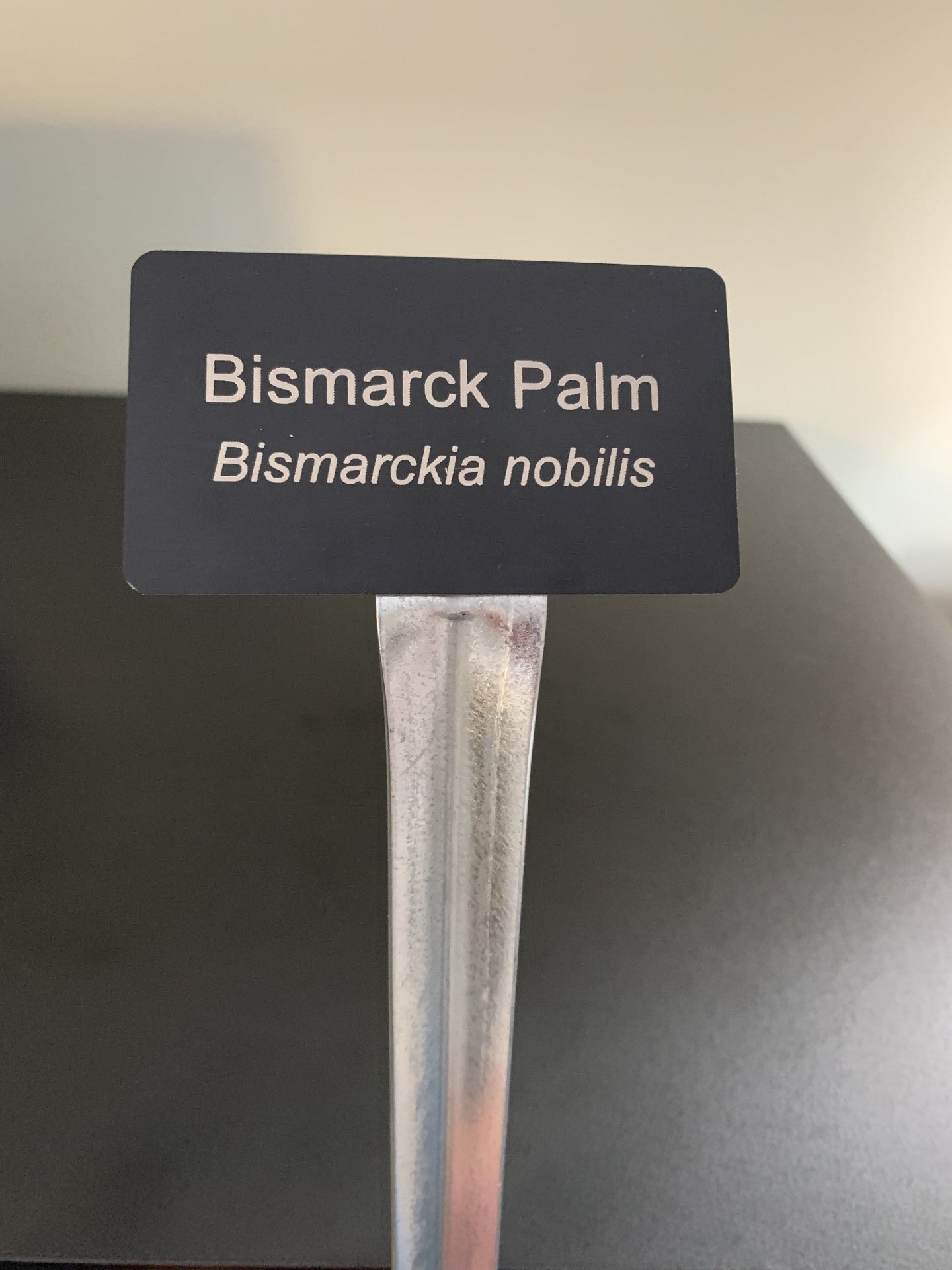 Black Palm Species ID Marker with 12" stake