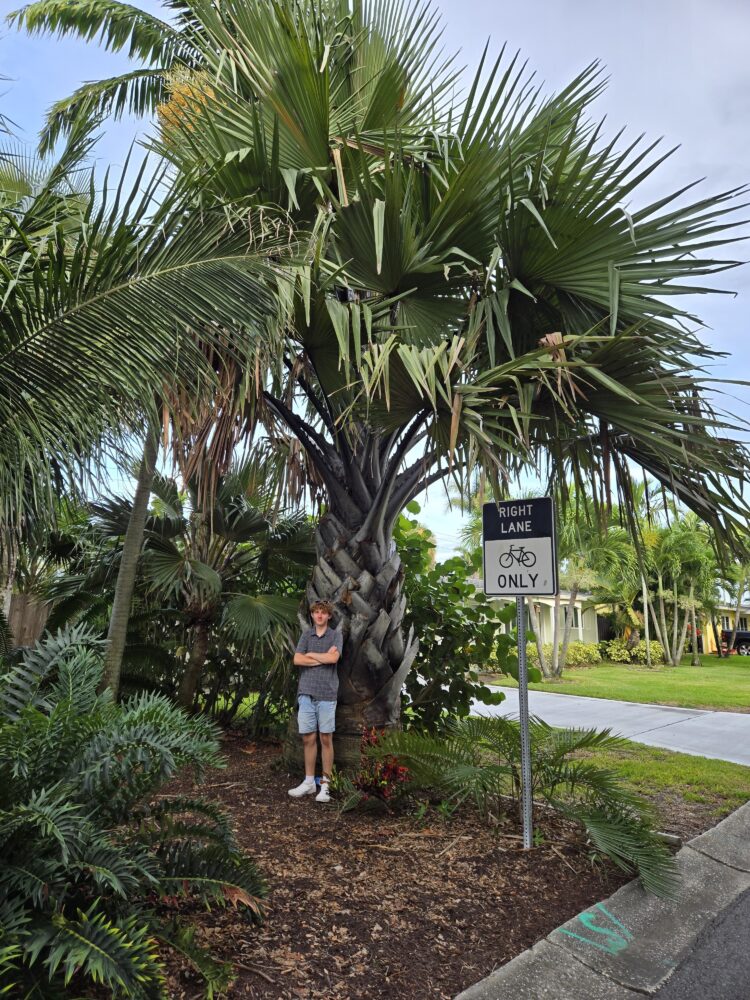Borassus aethiopum | Palmyra Palm