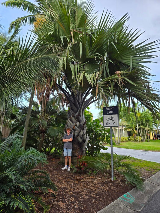 Borassus aethiopum | Palmyra Palm