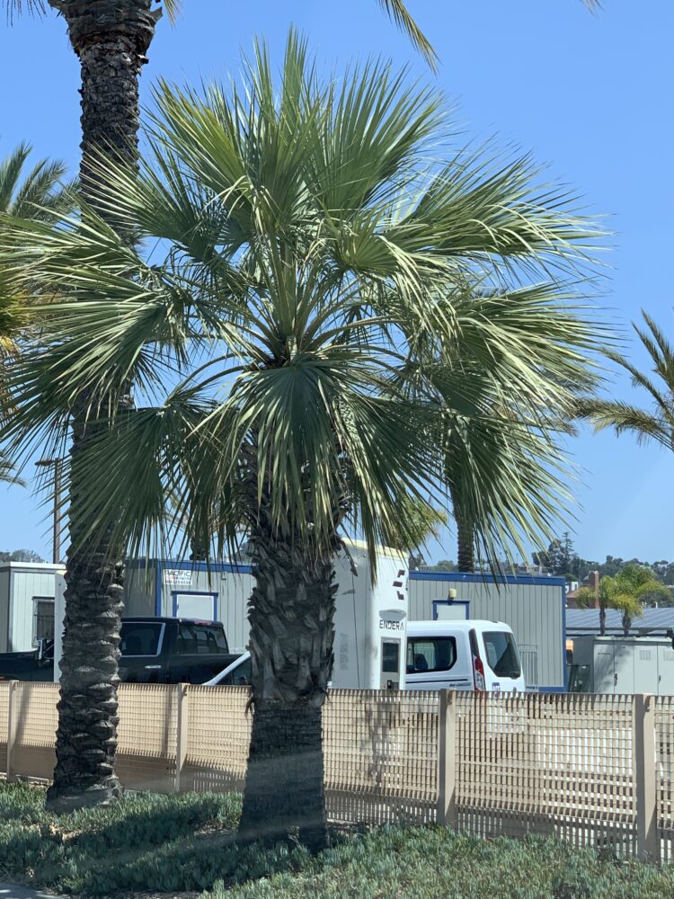 Brahea armata | Blue Hesper Palm