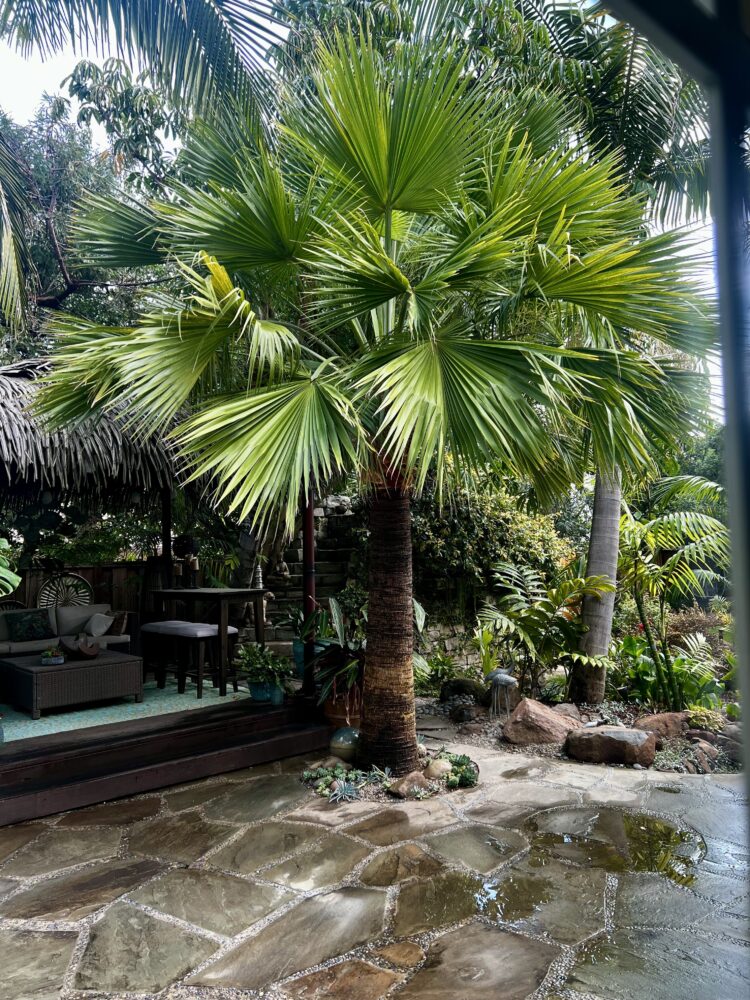 Brahea edulis | Guadalupe Palm