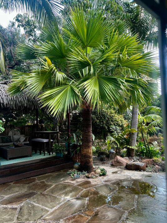 Brahea edulis | Guadalupe Palm