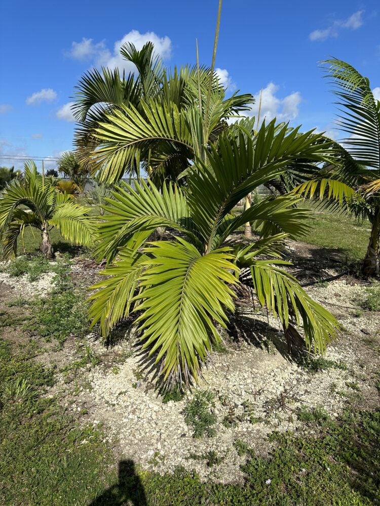 Burretiokentia hapala | Dreadlock Palm