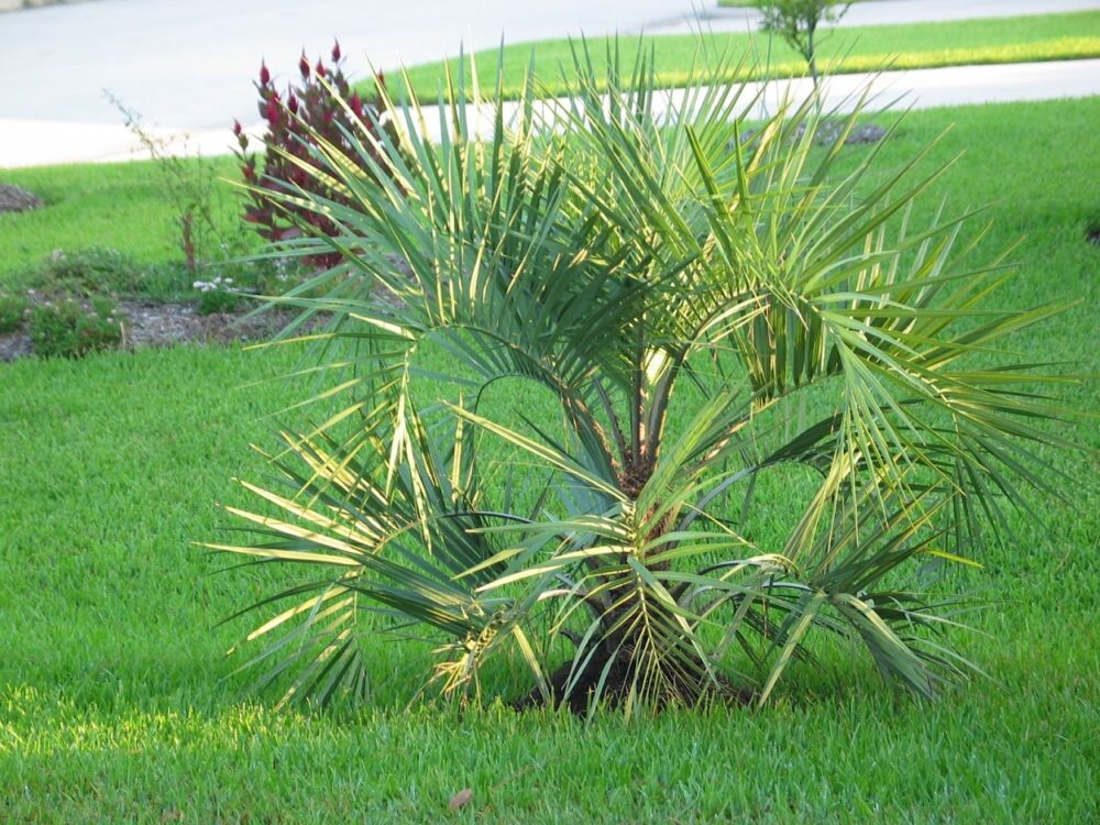 Butia capitata | Jelly Palm, Pindo Palm