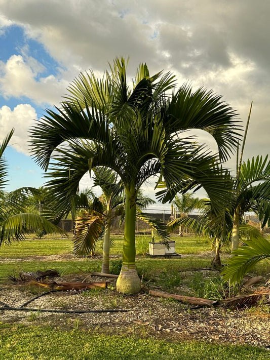 Carpoxylon macrospermum | Aneityum Palm