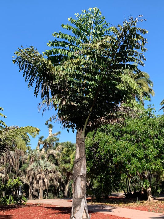 Caryota urens | Toddy Palm, Jaggery Palm