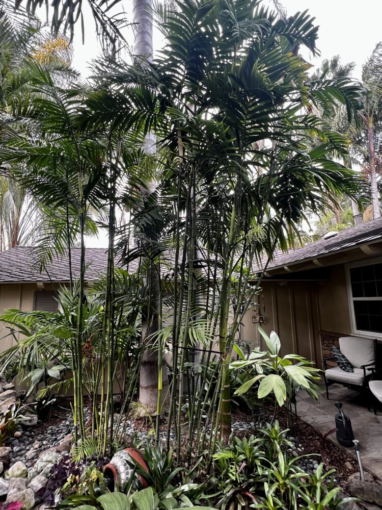 Chamaedorea costaricana | Costa Rica Bamboo Palm
