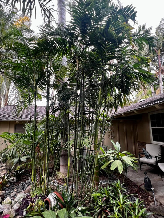 Chamaedorea costaricana | Costa Rica Bamboo Palm