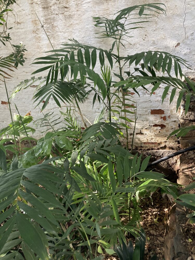 Chamaedorea microspadix | Bamboo Palm