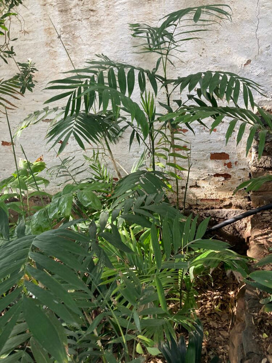Chamaedorea microspadix | Bamboo Palm