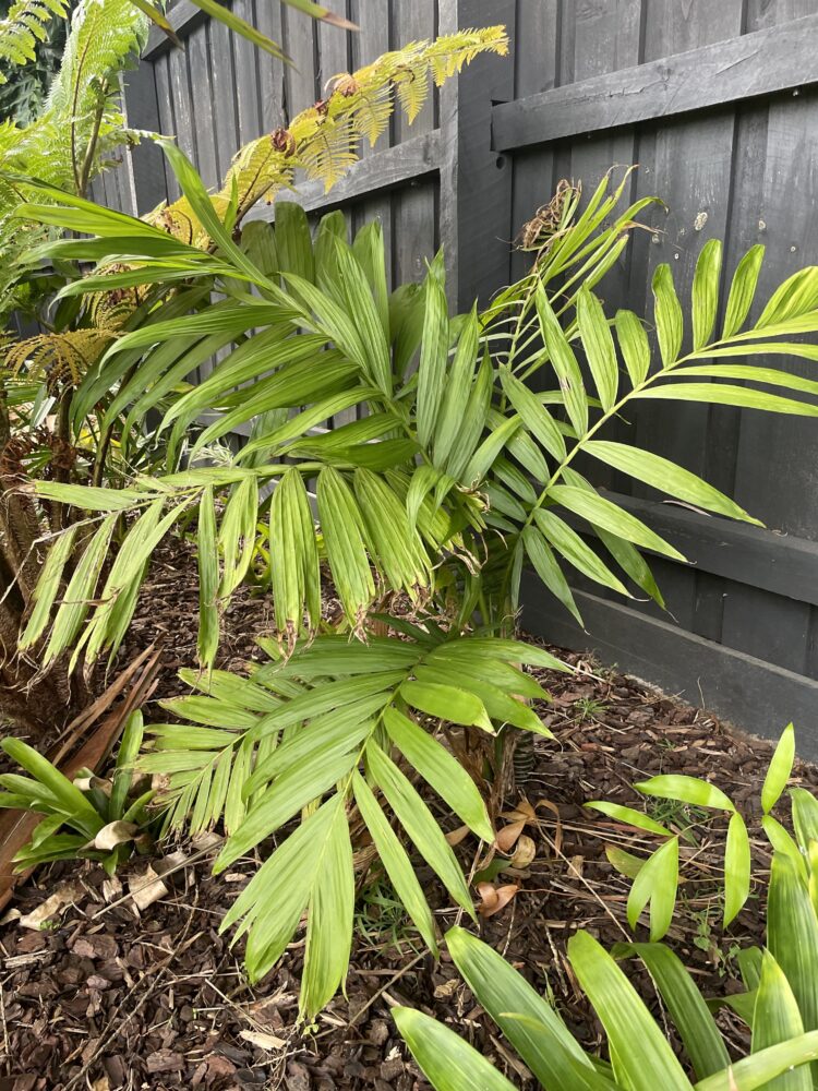 Chamaedorea tepejilote | Pacaya Palm
