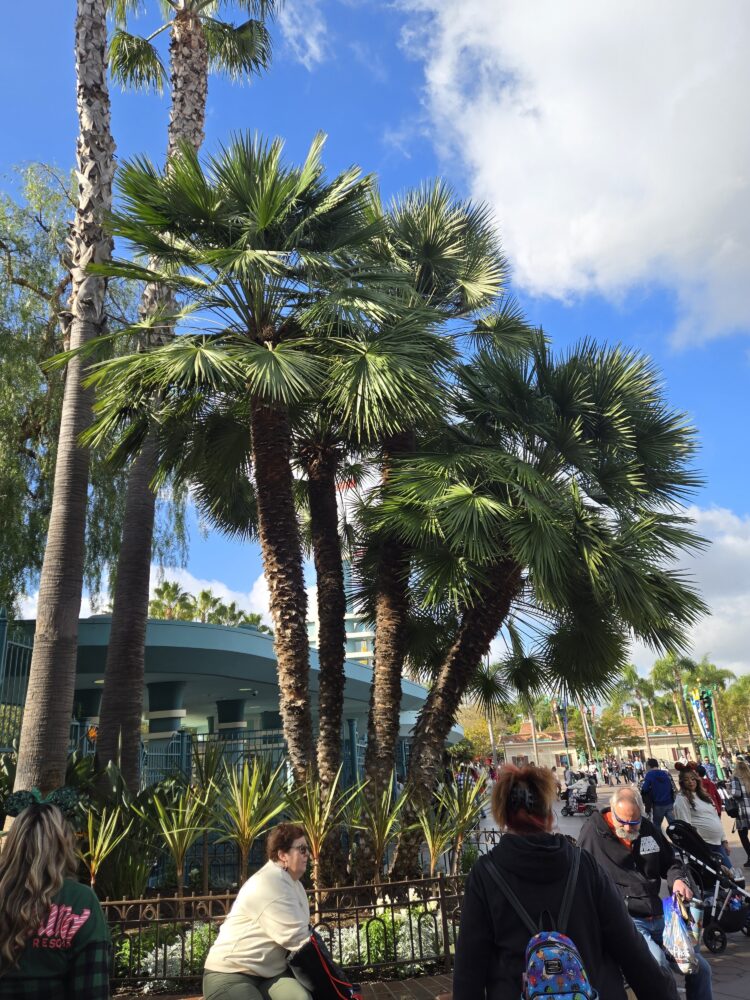 Chamaerops humilis var. humilis | Mediterranean Fan Palm