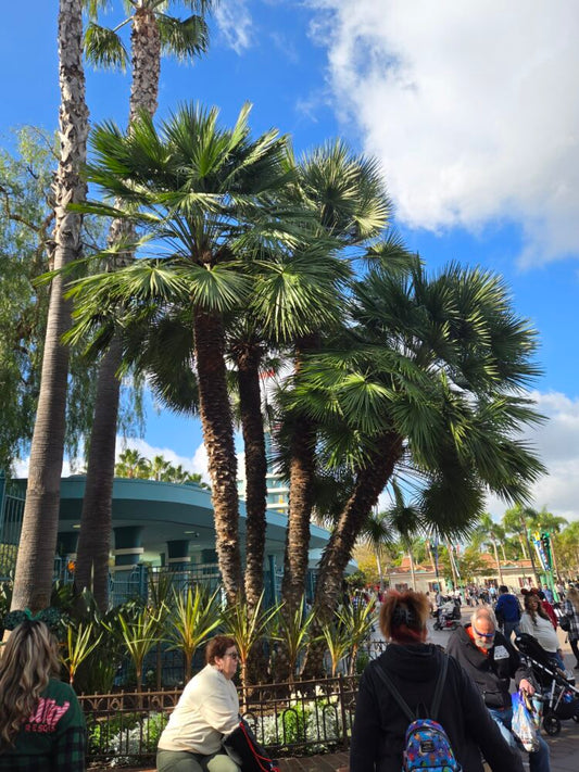 Chamaerops humilis var. humilis | Mediterranean Fan Palm