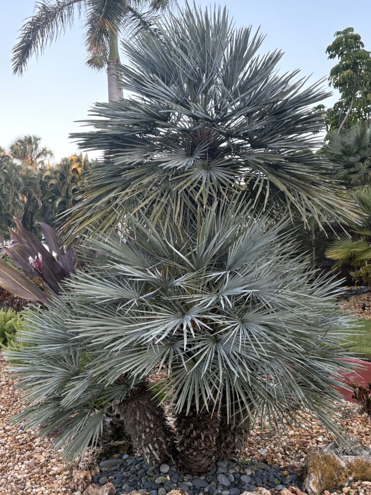 Chamaerops humilis var. argentea | Blue Mediterranean Fan Palm