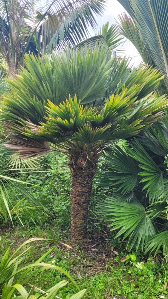 Chamaerops humilis 'Vulcano' | Vulcano European Fan Palm