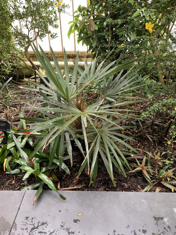 Coccothrinax borhidiana | Borhidis Guano Palm