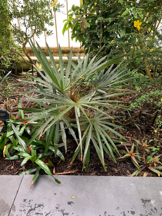 Coccothrinax borhidiana | Borhidis Guano Palm