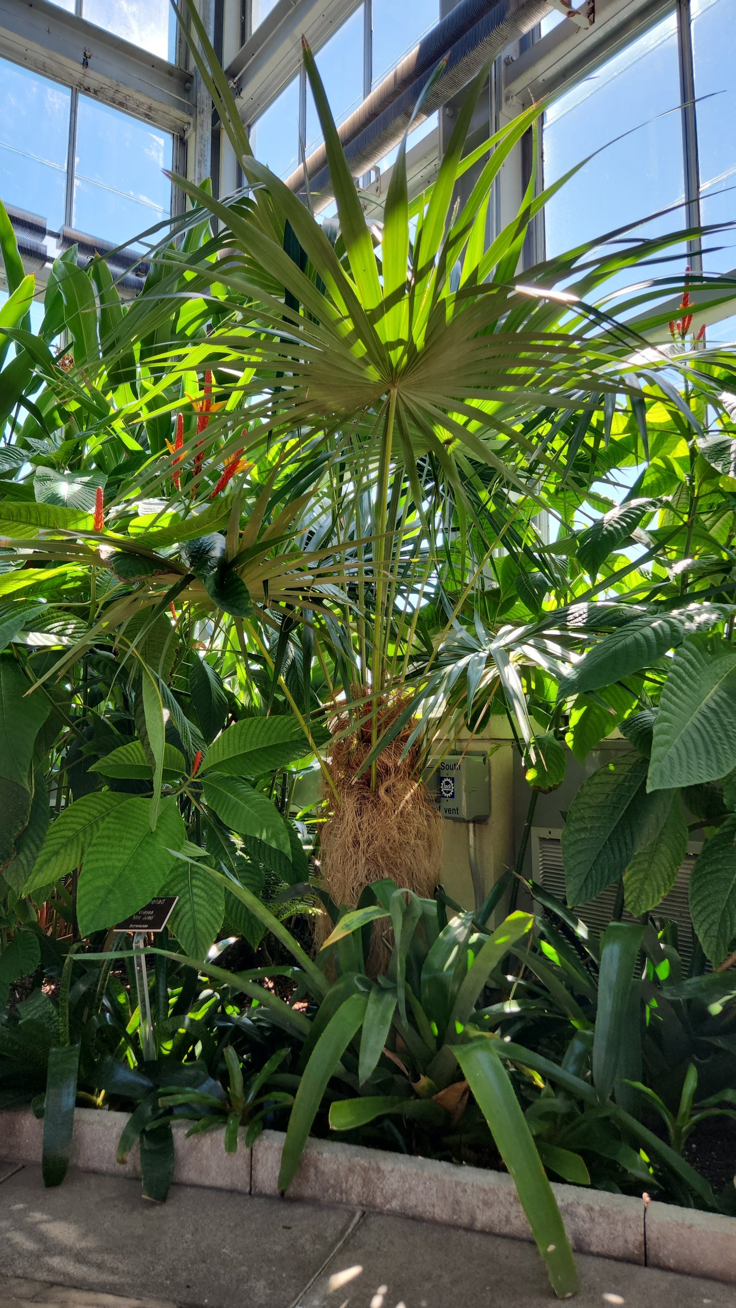 Coccothrinax crinita subsp crinita | Short Hair Old Man Palm
