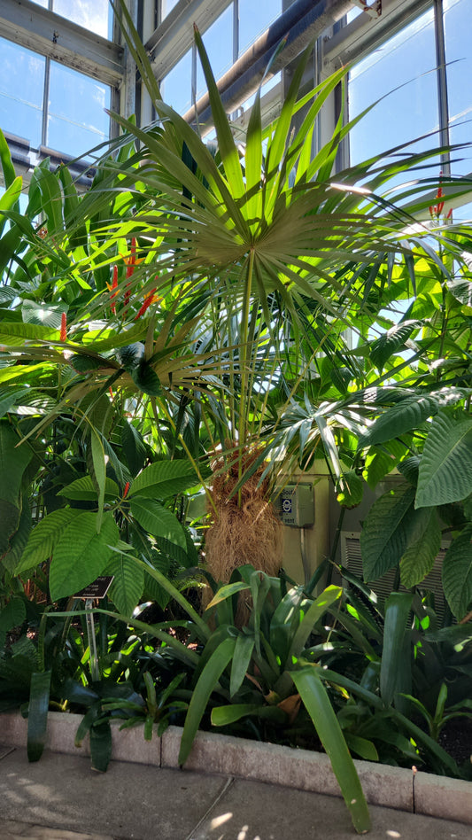 Coccothrinax crinita subsp crinita | Short Hair Old Man Palm