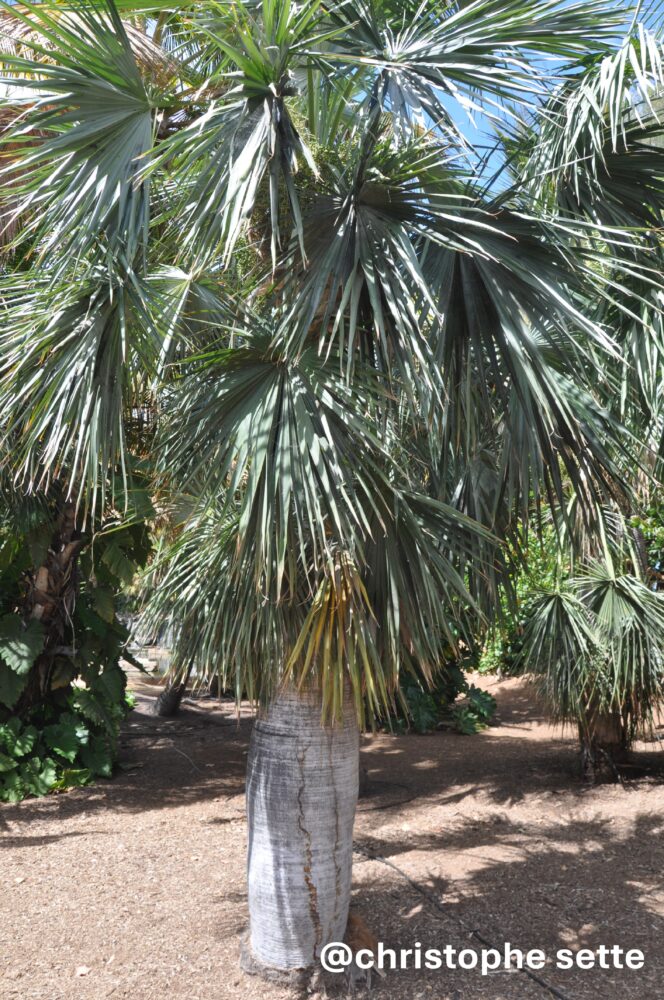 Coccothrinax spissa | Hispaniola Belly Palm