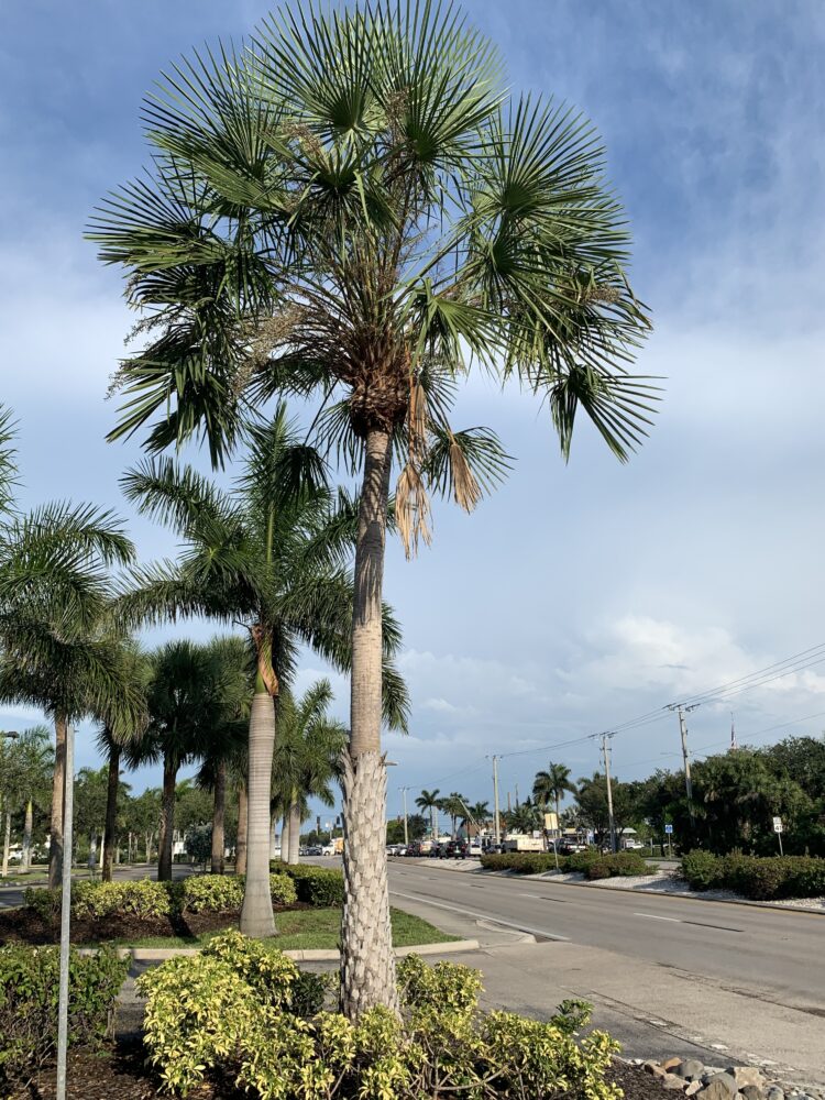Copernicia alba | Caranday Palm