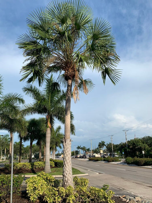 Copernicia alba | Caranday Palm