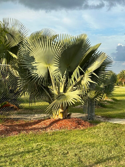 Copernicia fallaensis | Giant Yarey Palm