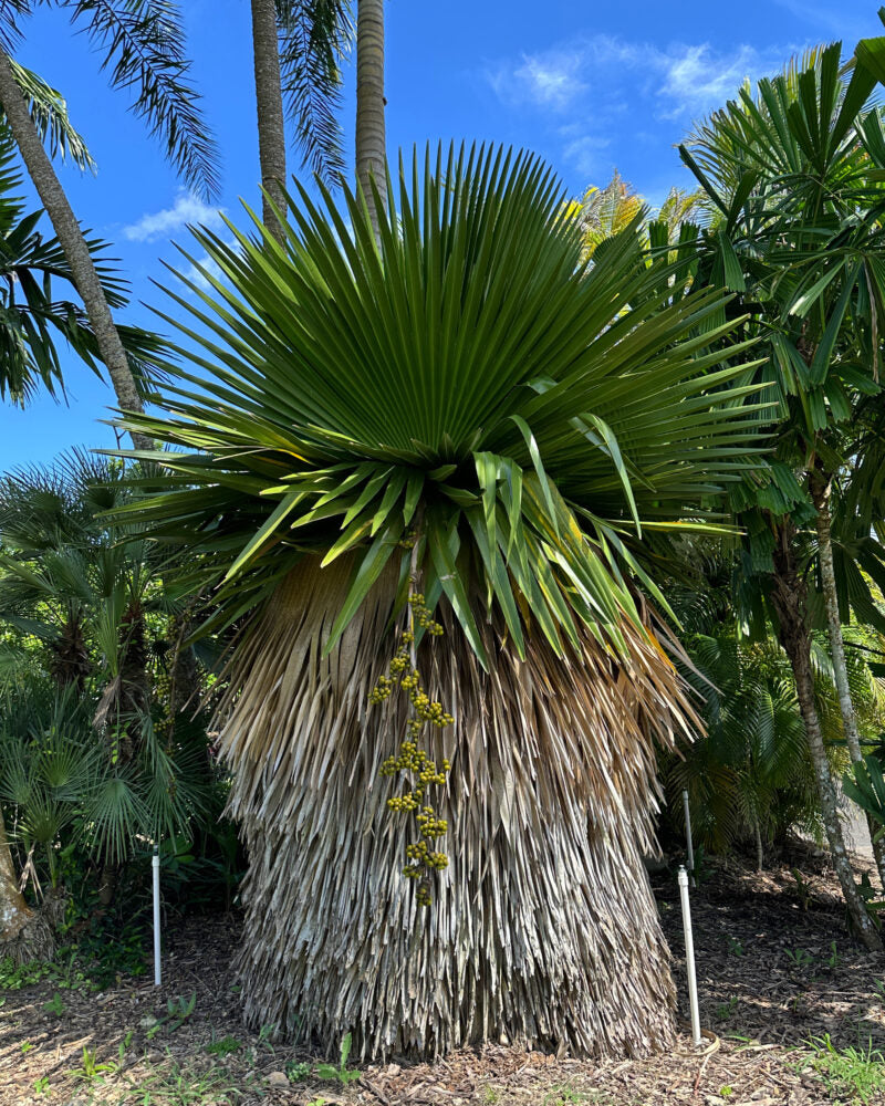 Copernicia macroglossa | Cuban Petticoat Palm